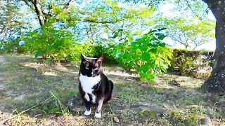 Stroking a black and white cat resting in the shade of a tree and a chatty cat