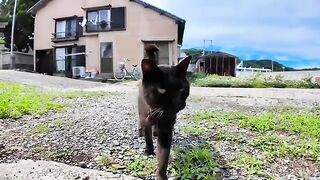 A black cat and a brown tabby cat came to be mofued in the back alley of Cat Island.