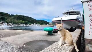 A cat greets visitors at the ferry terminal on Cat Island