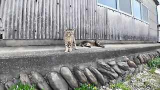 Yakuza cat hitting cats everywhere