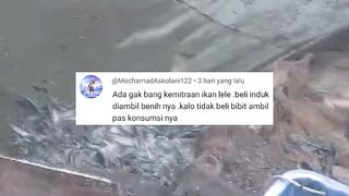 KEMITRAAN usaha budidaya ikan lele, Hasil panen dibeli lagi❗Adakah ditempat kalian❓