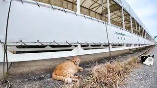 Tashirojima_Playing with island cats