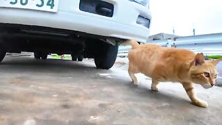 On rainy days, the cats at the port take shelter under the roof of the fishing cooperative.