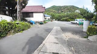 When I went to the stone bench in the fishing port town, cats gathered around me.