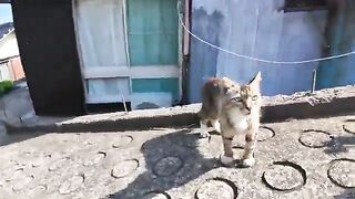 It's fun to walk through the back alleys of Cat Island and see lots of cats following you.