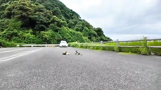 駐車場の仲良し二人組猫を撫でる