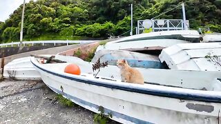 The cat at the ticket counter was resting on the boat, but came out to be mofued.