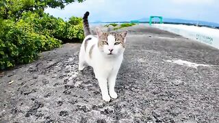 A cat on the breakwater came nuzzling up to me while saying, "Pet me!"