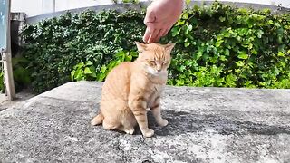 When you go to the stone bench near the fishing port on Cat Island, an army of brown tabby cats has gathered.