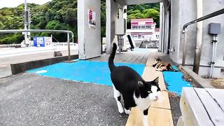 When I sat on a bench at the ferry terminal, a cat walked up and sat next to me.