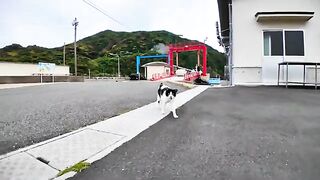 When I headed to the ferry terminal for my return trip on Cat Island, a cat came to see me off.