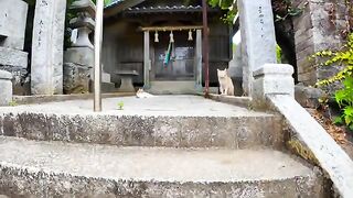 The cat hugging the stone is too cute