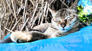 The sleeping cat family on Cat Island is so cute