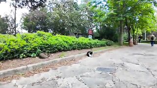 When I nudged a cat that was sitting on the side of the promenade in the park, it became attached to me and started following me.