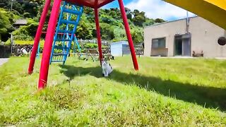 The pastel calico cat at the bottom of the slide now happily follows when I nudge her.