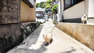 The back alleys of Nekojima are full of cats and there are cats everywhere you look