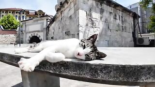 A spoiled cat lying on a stone table and being petted