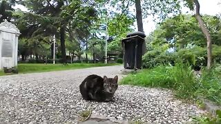 When I stroked the cat I met in the park, other cats started flocking to me.