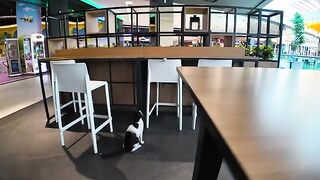 Cats playing around in the food court seats as if they were their own home