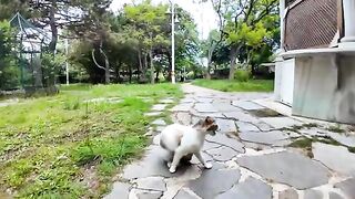 A cat in the park that just wants to be petted