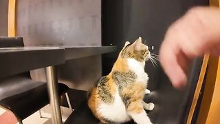 Cats in shopping mall food courts strangely don't beg for food.