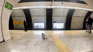 I nudged a cat on the Istanbul subway platform.