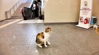 駅の片隅に猫の親子と猫ハウス