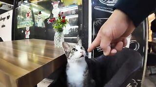 Freelance beckoning cats working as customers at a storefront in Istanbul.