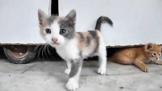 The kitten that approaches the camera is cute