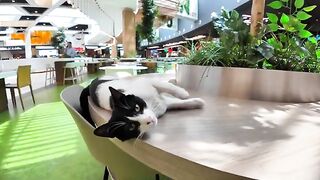 Is the shopping mall food court a cat cafe?