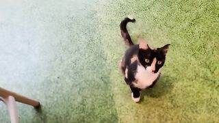 I was posting a video in the food court of a shopping mall when a calico cat came to help me.