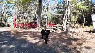 It's fun to be greeted by cats when you go to a cat shrine.