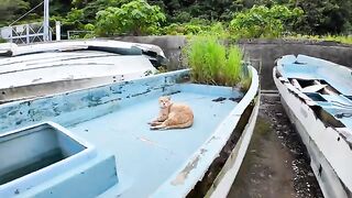 Cat at the reception desk at the ferry terminal, taking an afternoon break