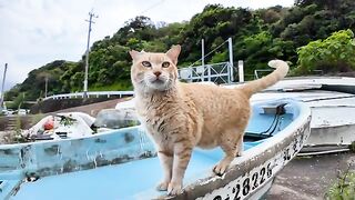 The cat at the ticket counter was resting on the ship, but when I saw his face, he came to mope me.