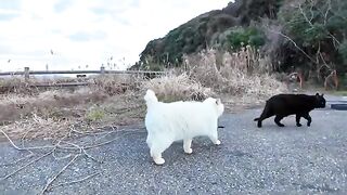 When I nudge the white cat at the back of the parking lot, it comes up to my feet and is so cute.