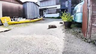 The seats outside the izakaya on Nekojima are a meeting place for cats.