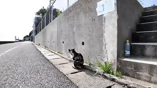 A calico cat I met on the road along the coast came to sit next to me as I sat on the breakwater.