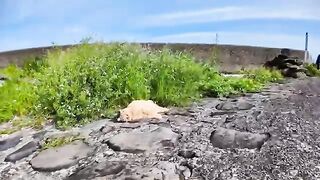 A cat sleeping on the side of the road has completely forgotten about being wild.