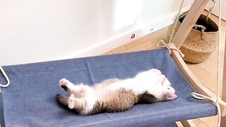 Playful Kitten Adventures: Swinging Fun in the Sun!