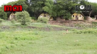 Lion saves a baby calf.