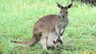 Kangaroo Kids.