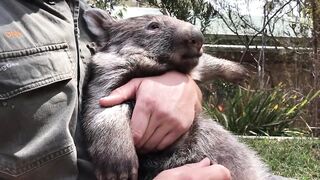 George the Wombat.