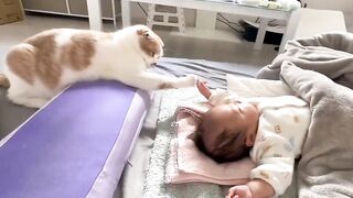 cat touching baby