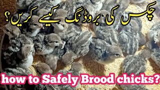 How to Brood Chicks Safely -100% Plus Chicks Best Brooding _ How to make Brooder For Birds2025