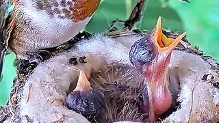 Induk burung ngasih makan anak nya