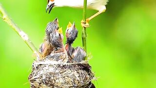 Induk burung memberi makan