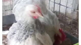 White two chickens