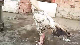 Chicken standing