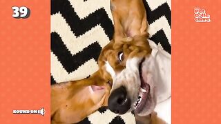 Thats One Goofy Dog Funniest Pets Of The Week