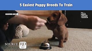 The 5 Easiest Puppy Breeds To Train